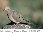 Mourning Dove